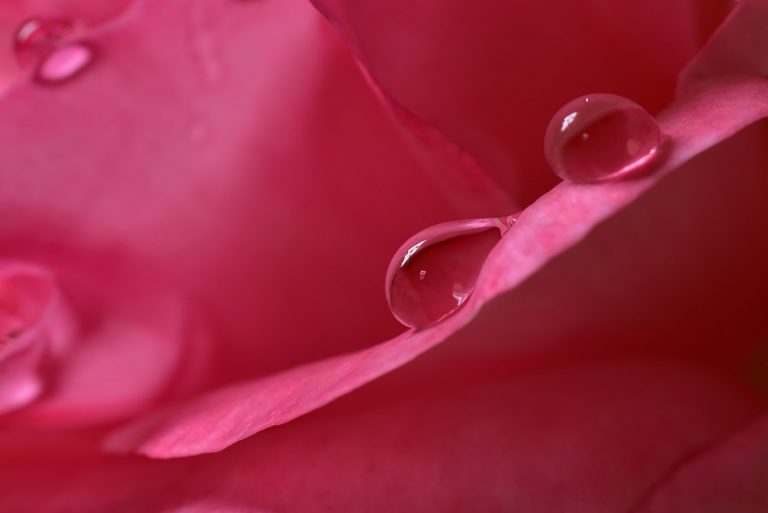 Close-up of dewdrops on a pink rose petal.