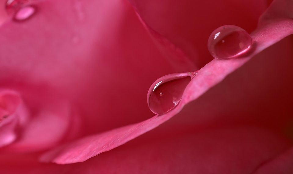 Close-up of dewdrops on a pink rose petal.