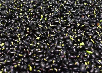 Black beans scattered on a surface.