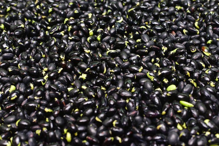 Black beans scattered on a surface.