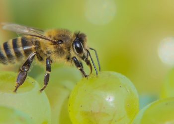 Bee collecting nectar from ripe grapes.