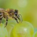 Bee collecting nectar from ripe grapes.