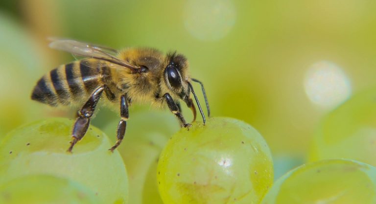 Bee collecting nectar from ripe grapes.