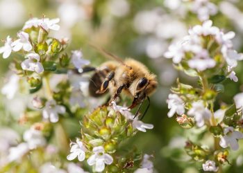 Bee collecting nectar from blooming flowers.