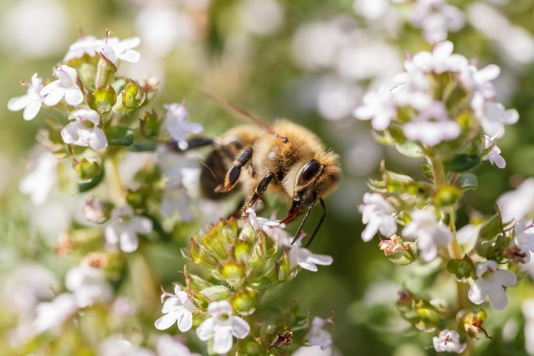 Bee collecting nectar from blooming flowers.