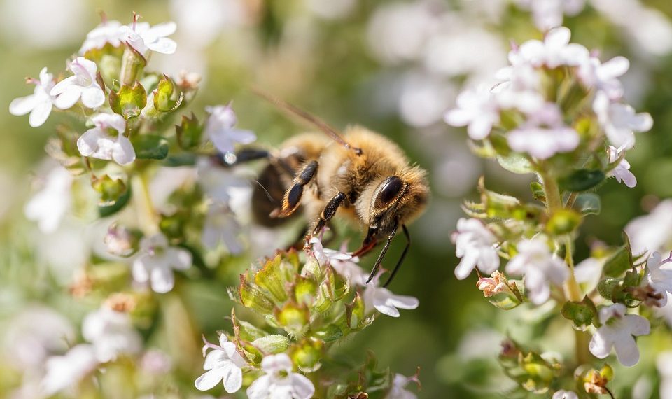 Bee collecting nectar from blooming flowers.