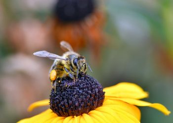 Bee collecting pollen on vibrant yellow flower.