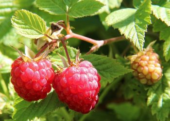 Ripe raspberries hanging on a bush in the sunlight