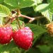 Ripe raspberries hanging on a bush in the sunlight
