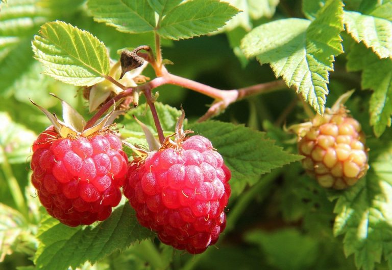 Ripe raspberries hanging on a bush in the sunlight