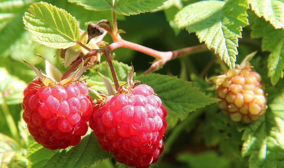 Ripe raspberries hanging on a bush in the sunlight
