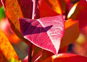 Red autumn leaves with vibrant colors in sunlight.