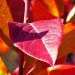 Red autumn leaves with vibrant colors in sunlight.