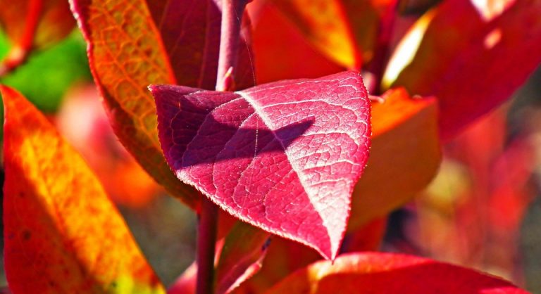 Red autumn leaves with vibrant colors in sunlight.