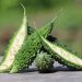 Bitter gourd cut open on wooden table with blurred green background.