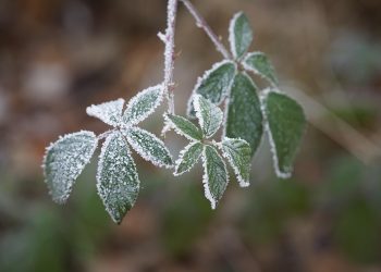 Frost-covered leaves on a branch in winter.