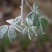 Frost-covered leaves on a branch in winter.