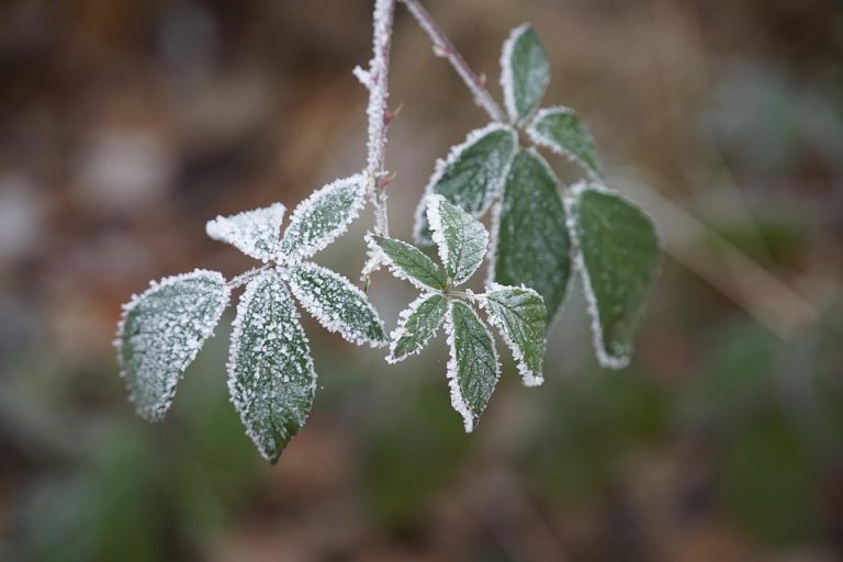 Frost-covered leaves on a branch in winter.