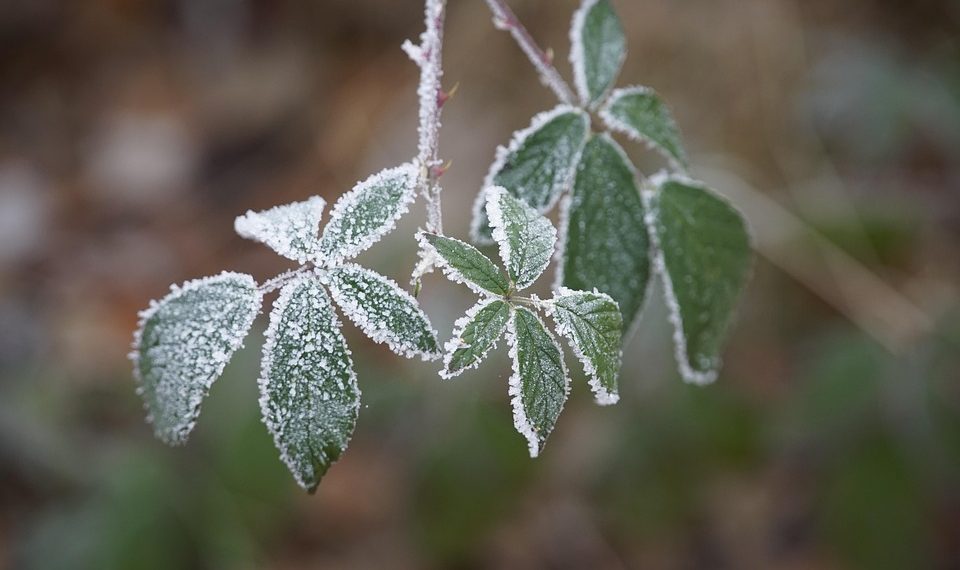Frost-covered leaves on a branch in winter.