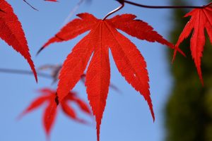 Red maple leaves against a blurred blue sky background.