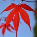 Red maple leaves against a blurred blue sky background.