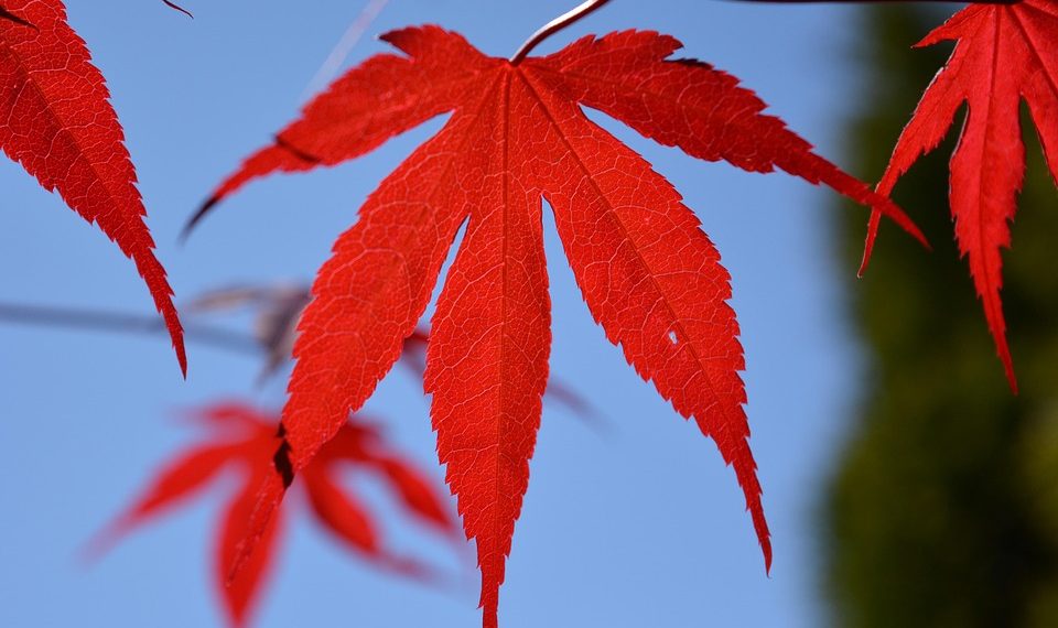 Red maple leaves against a blurred blue sky background.