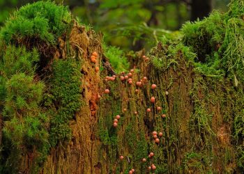 Moss and fungi growing on a decaying tree stump in a lush forest.