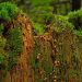 Moss and fungi growing on a decaying tree stump in a lush forest.