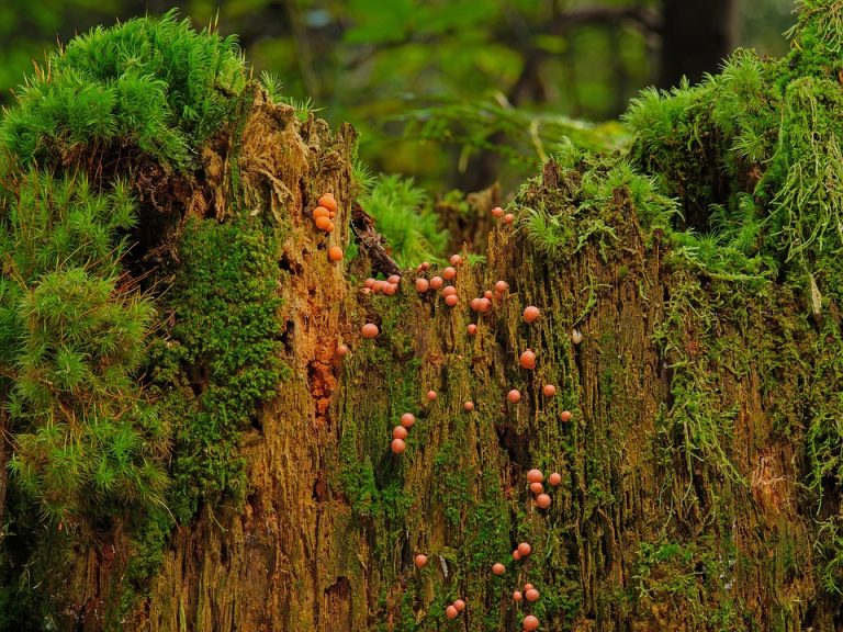 Moss and fungi growing on a decaying tree stump in a lush forest.