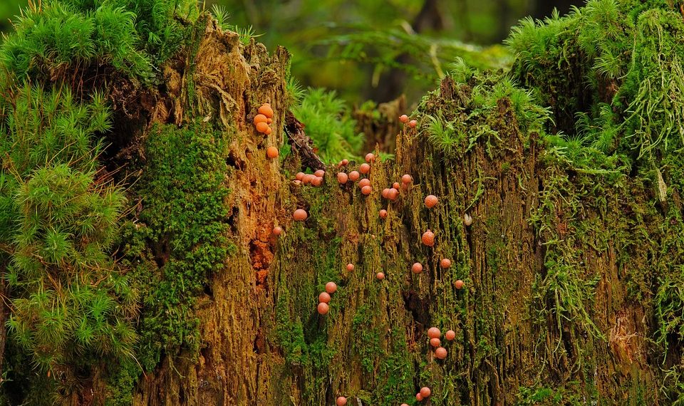 Moss and fungi growing on a decaying tree stump in a lush forest.