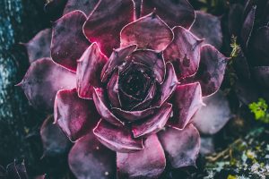 Purple succulent plant with vibrant leaves.