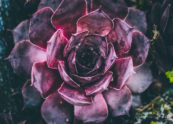 Purple succulent plant with vibrant leaves.