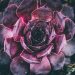 Purple succulent plant with vibrant leaves.
