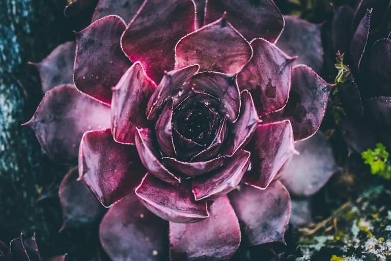 Purple succulent plant with vibrant leaves.