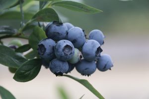 Blueberries growing on a branch against a blurred background.
