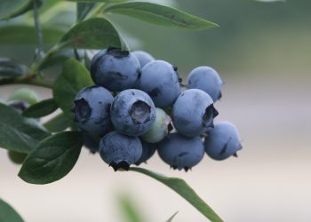 Blueberries growing on a branch against a blurred background.
