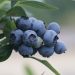 Blueberries growing on a branch against a blurred background.