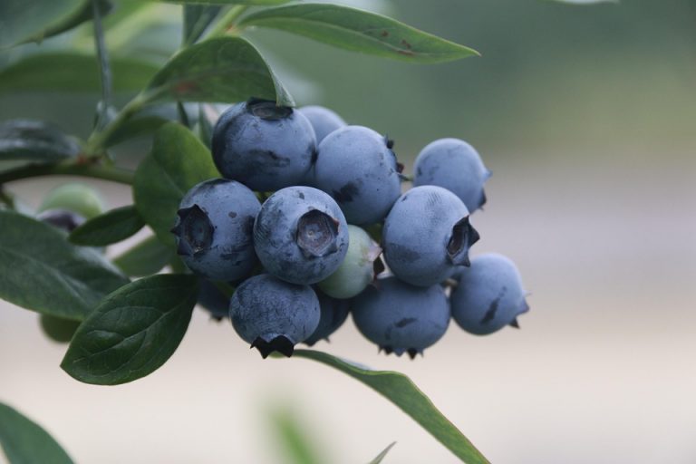 Blueberries growing on a branch against a blurred background.