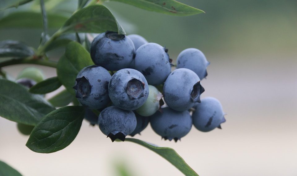 Blueberries growing on a branch against a blurred background.