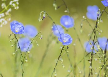 Blue flax flowers blooming in a field.