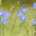 Blue flax flowers blooming in a field.