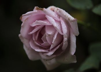 Dew-kissed pink rose in full bloom.