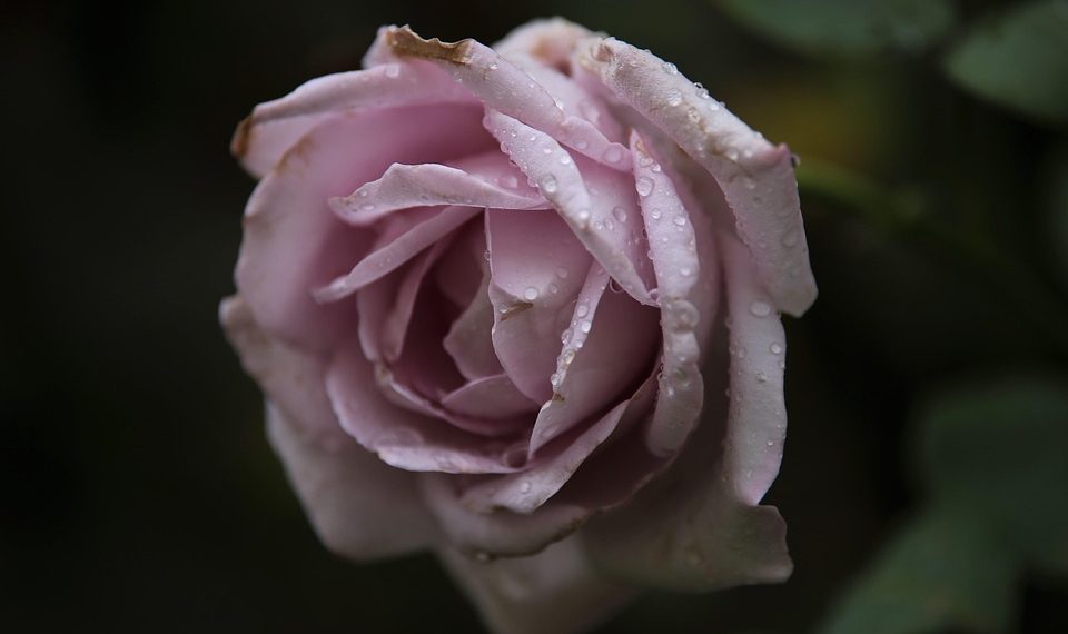 Dew-kissed pink rose in full bloom.