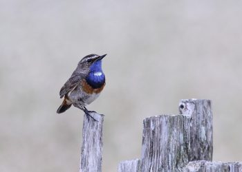 Bluethroat perched on a wooden fence post.