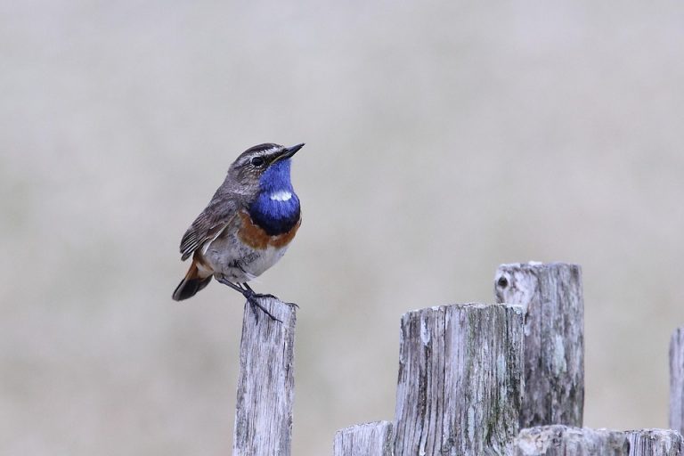 Bluethroat perched on a wooden fence post.