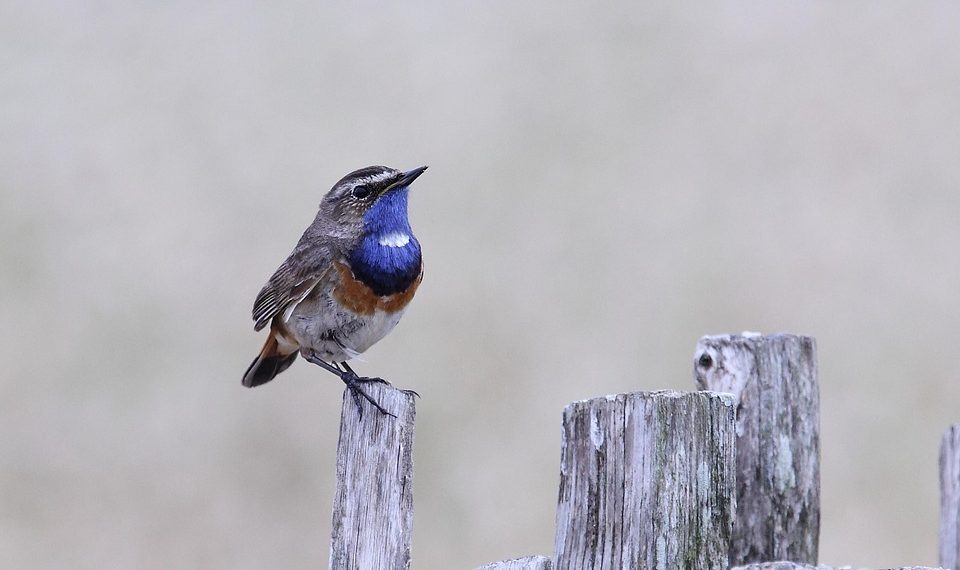 Bluethroat perched on a wooden fence post.