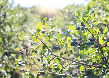Blueberries ripening on a sunlit bush.