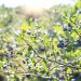 Blueberries ripening on a sunlit bush.