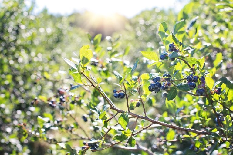 Blueberries ripening on a sunlit bush.