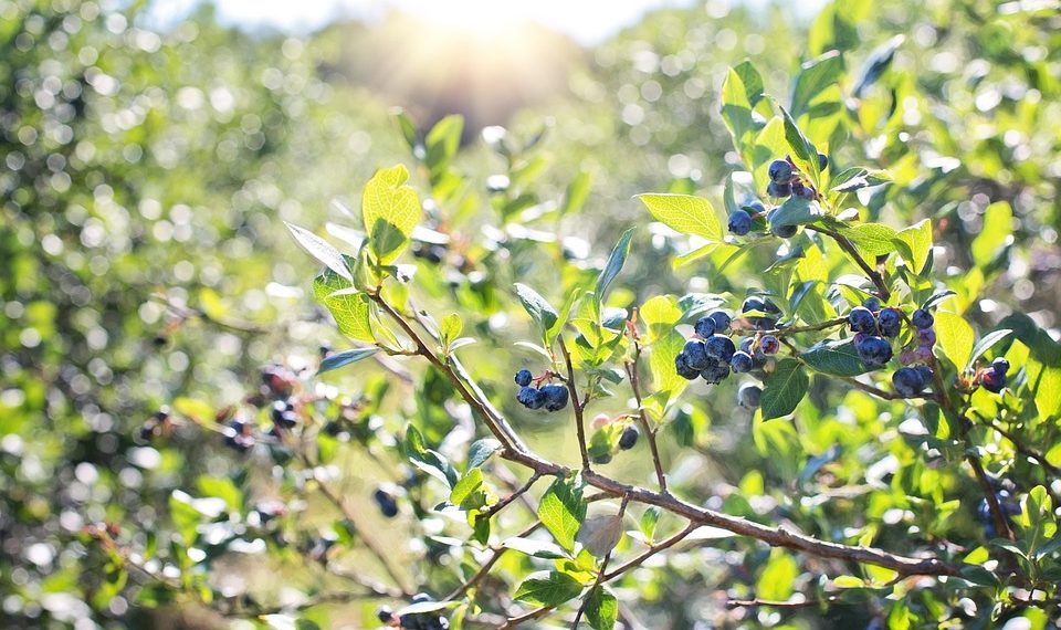 Blueberries ripening on a sunlit bush.